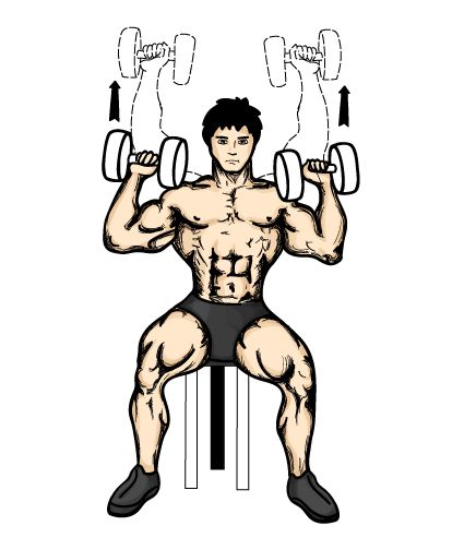 seated20shoulder20press20drawing.jpg